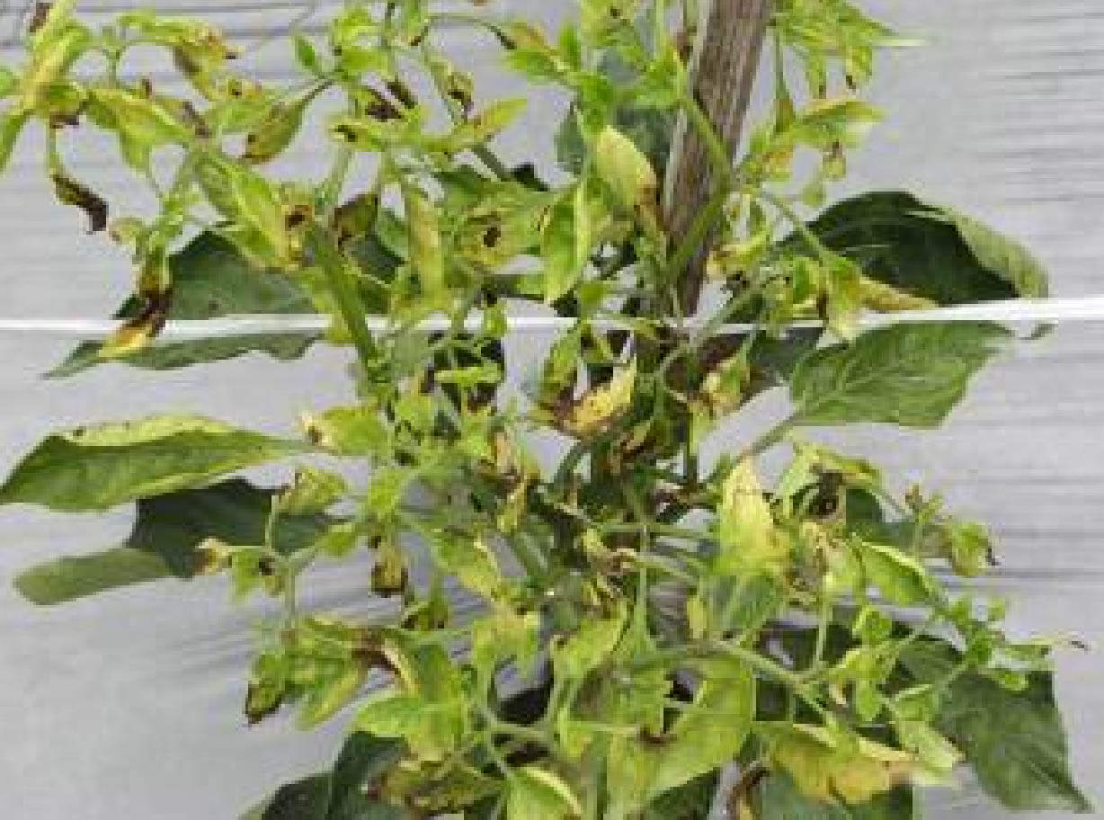 Panduan Cara Gampang Mengatasi Dan Mencegah Daun Keriting Pada Flora Cabai / Cabai